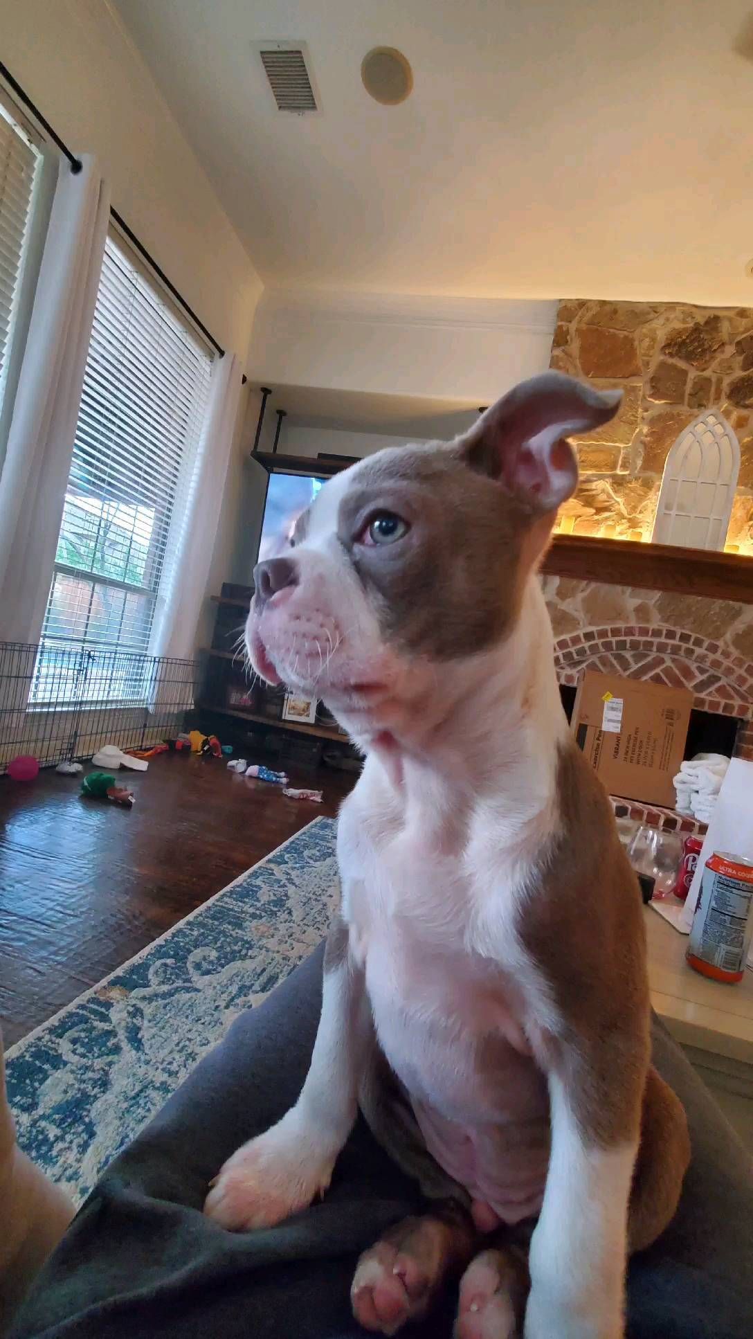 A very serious pup posing for a hot dog photo