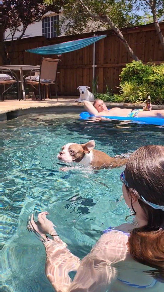 The pups taking a dip in the pool